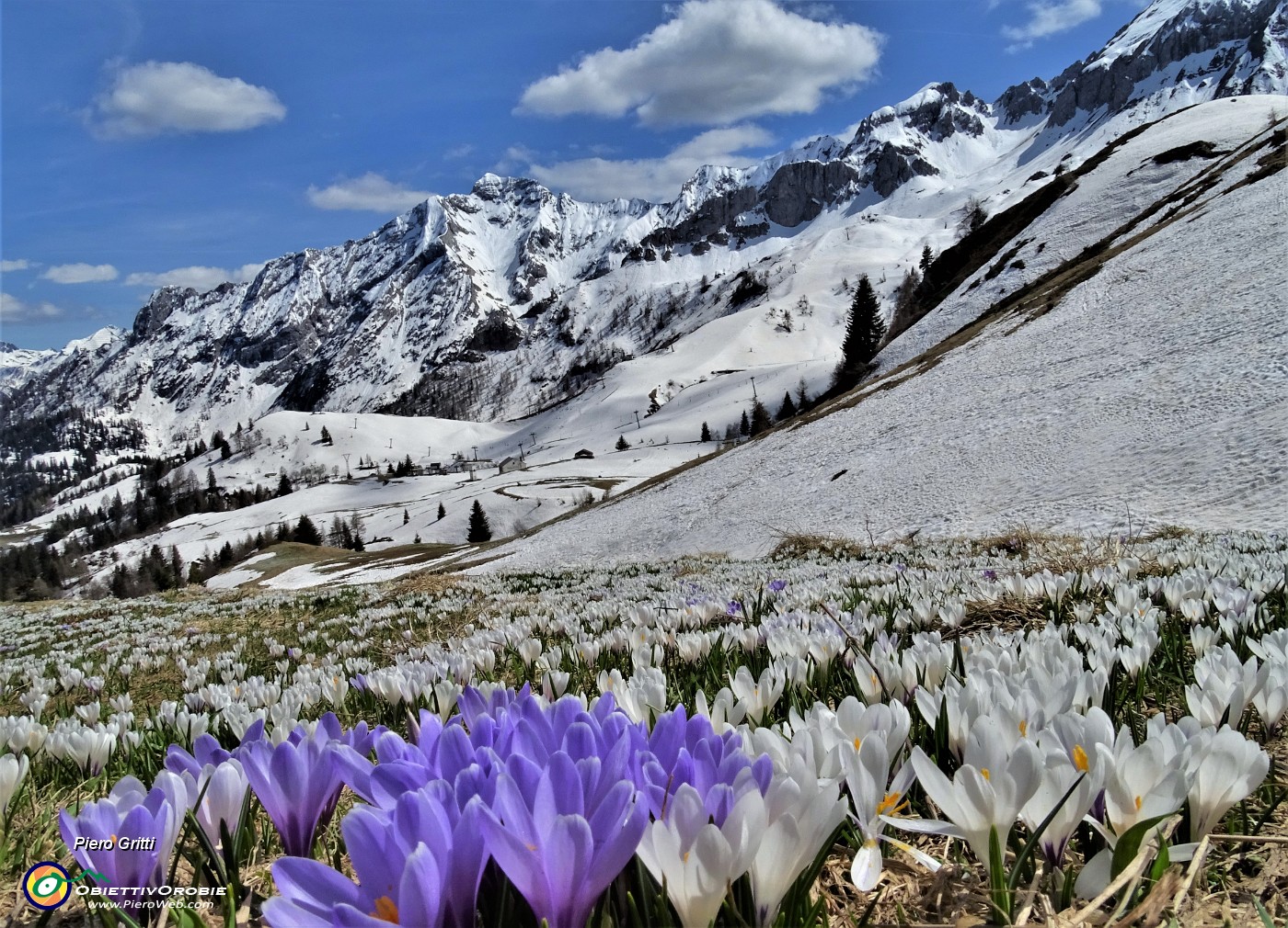 76 Sui pascoli spettacolari distese di Crocus vernus multicolori.JPG